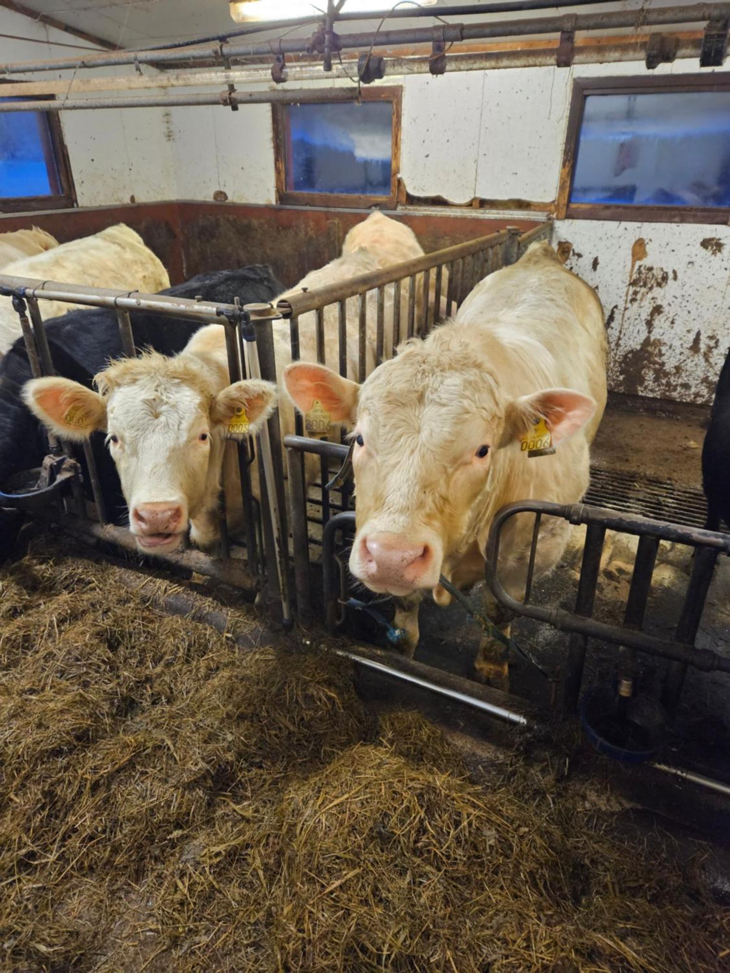 Gardsidyll I Flotte Omgivelser *